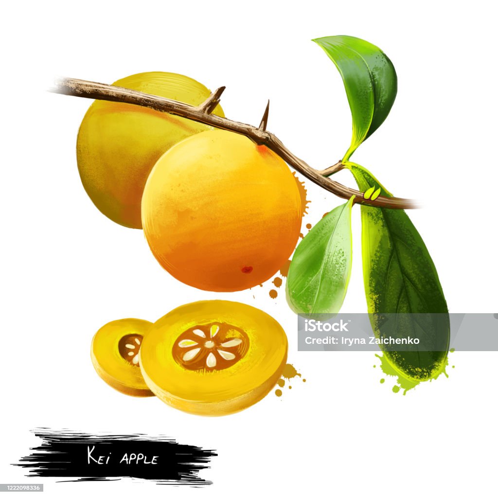 Kei apple isolated on white. Dovyalis caffra, Kei apple isolated on white. Dovyalis caffra, Aberia caffra. Umkokola, Kei apple, Kai apple, or Kau apple, small to medium-sized tree, native to southern Africa. Ripe fruits are tasty, reminiscent of a small apple. Abundance stock illustration