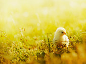 little chicken walking in grass