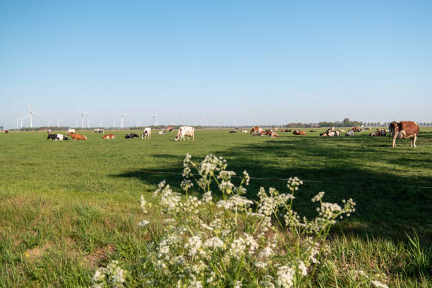 istock Dutch cows during Spring in the Netherlands with on the background windmills in the Noordoostpolder Netherlands Flevoland 1222098619