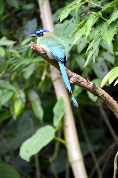istock Blue Crowned Motmot bird 1222099856