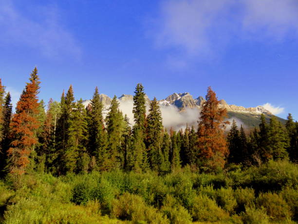istock Scenic landscape with colored pines 1222100174