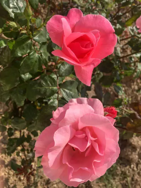 Photo of candy pink sweet roses