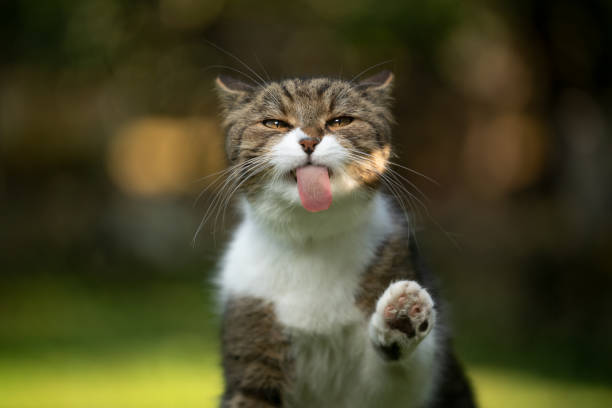 istock funny british shorthair cat 1222100872