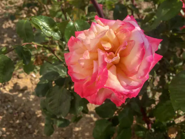 Photo of Beautiful pink roses with white pattern.