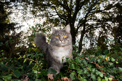 portrait of a maine coon cat outdoors in nature surrounded by lush foliage looking at camera