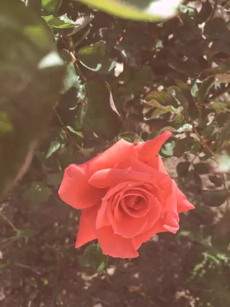 Photo of candy pink sweet roses