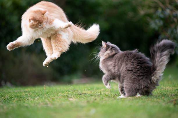 cats playing fighting funny playful cats fighting in garden jumping up in the air longhair cat photos stock pictures, royalty-free photos & images
