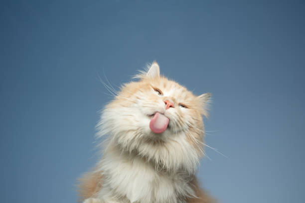 cat licking bottom view of maine coon cat licking invisible window glass pane outdoors in front of clear blue sky with copy space cat sticking tongue out stock pictures, royalty-free photos & images
