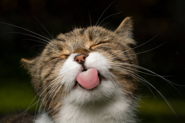 funny portrait of a cute british shorthair tabby white cat sticking out tongue with eyes closed