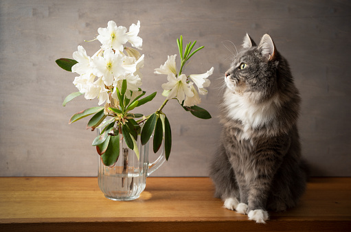 portrait of a cute blue tabby white maine coon cat  sitting on wooden table next to flower in glass vase