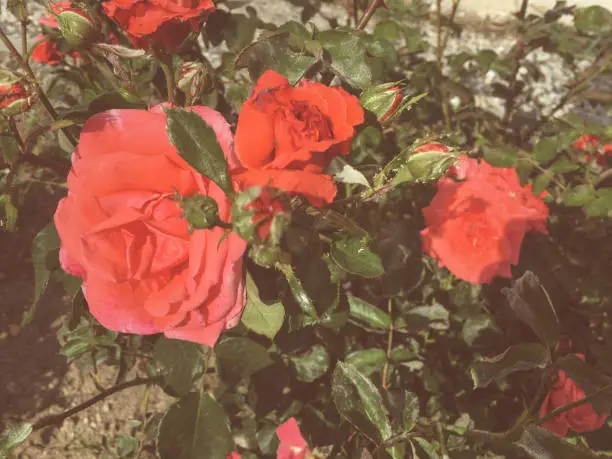 Photo of candy pink sweet roses