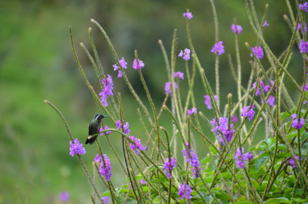 istock Hummingbird in flowers 1222101448