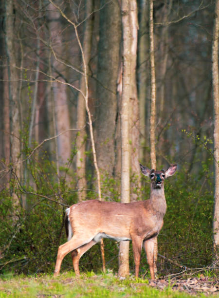 istock Deer at edge of the forest - Eating Leaves 1222102042