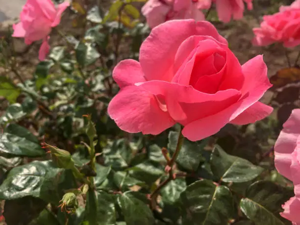 Photo of Beautiful pink roses with white pattern.