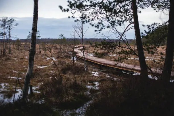 Aerial view of wooden walkway on the territory of Sestroretsk swamp, ecological trail path - route walkways laid in the swamp, reserve "Sestroretsk swamp", Kurortny District, Saint-Petersburg, Russia"n