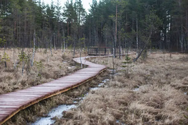 Aerial view of wooden walkway on the territory of Sestroretsk swamp, ecological trail path - route walkways laid in the swamp, reserve "Sestroretsk swamp", Kurortny District, Saint-Petersburg, Russia"n