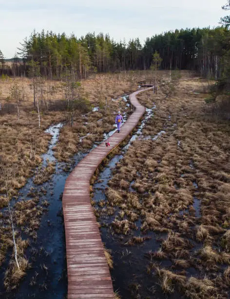Aerial view of wooden walkway on the territory of Sestroretsk swamp, ecological trail path - route walkways laid in the swamp, reserve "Sestroretsk swamp", Kurortny District, Saint-Petersburg, Russia"n