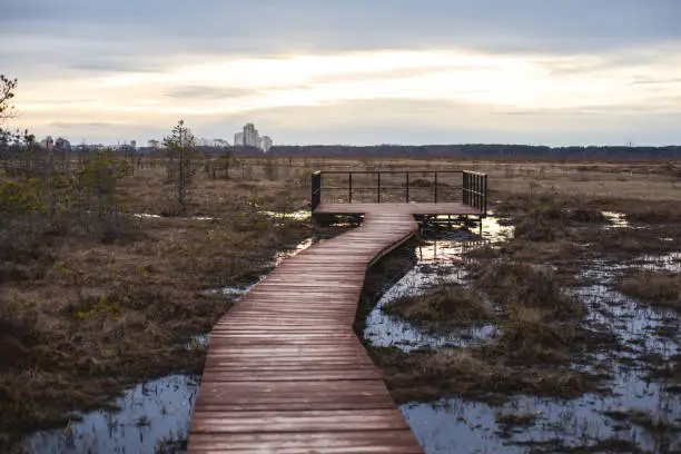 Aerial view of wooden walkway on the territory of Sestroretsk swamp, ecological trail path - route walkways laid in the swamp, reserve "Sestroretsk swamp", Kurortny District, Saint-Petersburg, Russia"n