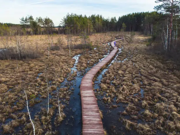 Aerial view of wooden walkway on the territory of Sestroretsk swamp, ecological trail path - route walkways laid in the swamp, reserve "Sestroretsk swamp", Kurortny District, Saint-Petersburg, Russia"n