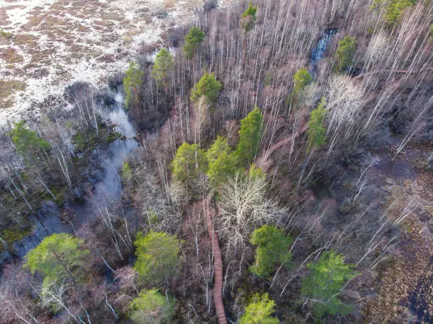 Aerial view of wooden walkway on the territory of Sestroretsk swamp, ecological trail path - route walkways laid in the swamp, reserve "Sestroretsk swamp", Kurortny District, Saint-Petersburg, Russia"n