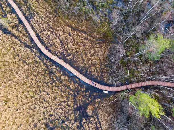 Aerial view of wooden walkway on the territory of Sestroretsk swamp, ecological trail path - route walkways laid in the swamp, reserve "Sestroretsk swamp", Kurortny District, Saint-Petersburg, Russia"n