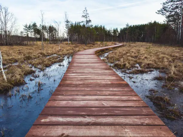 Aerial view of wooden walkway on the territory of Sestroretsk swamp, ecological trail path - route walkways laid in the swamp, reserve "Sestroretsk swamp", Kurortny District, Saint-Petersburg, Russia"n