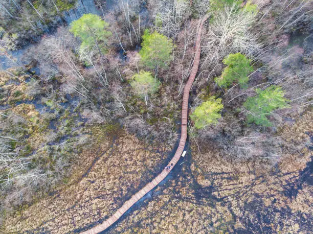 Aerial view of wooden walkway on the territory of Sestroretsk swamp, ecological trail path - route walkways laid in the swamp, reserve "Sestroretsk swamp", Kurortny District, Saint-Petersburg, Russia"n