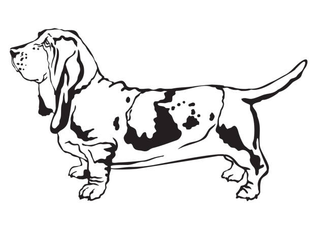 Decorative standing portrait of Basset Hound vector illustration Decorative contour portrait of standing in profile  Basset Hound, vector isolated illustration in black color on white background basset hound stock illustrations