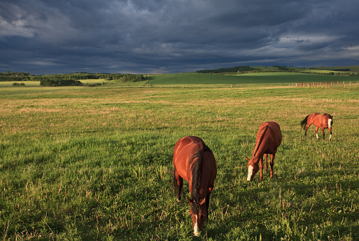 Three horses grazing on the plains with dramatic storm clouds in the distance. Image taken in the beautiful rolling ranchland of southern Alberta, Canada.