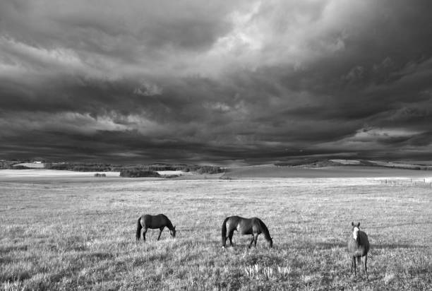 istock Black and White of Three Horses Grazing in Meadow With Dramatic Storm Clouds 1222102630