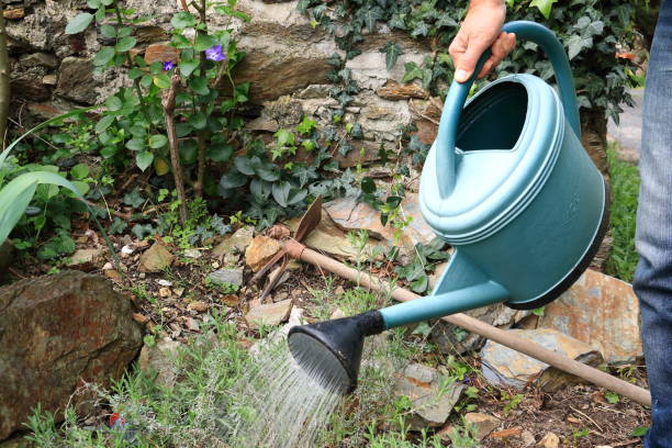 istock A gardener is watering plants with a watering can 1222103595