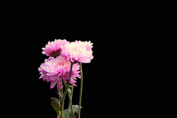 istock Pink Chrysanthemum flower. 1222104256