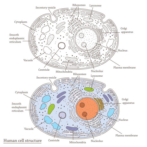 menschliche zellstruktur - nucleolus stock-grafiken, -clipart, -cartoons und -symbole
