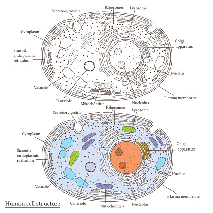 Human Cell Structure Stock Illustration - Download Image Now - Biological  Cell, Animal, Mitochondrion - iStock