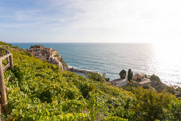istock Grape Vines on a Farm in Cinque Terre 1222104508