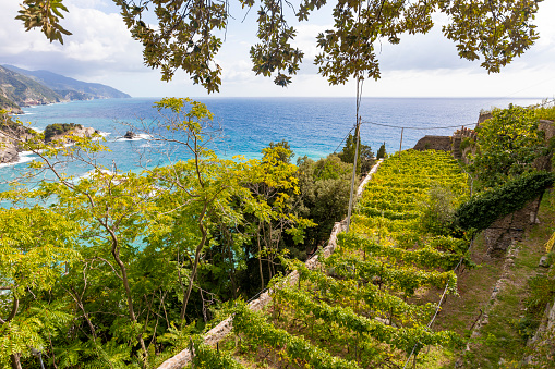 Grape Vines on a Farm in Cinque Terre