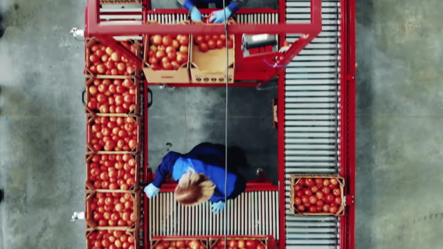 Female agriculturists are moving tomato boxes along the conveyor. Packaging process at a industrial factory.
