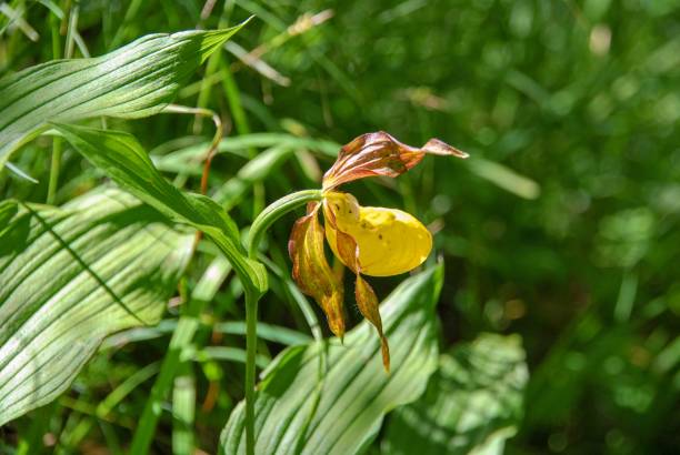 cypripedium calceolus is a lady's-slipper orchid - ladyslipper imagens e fotografias de stock