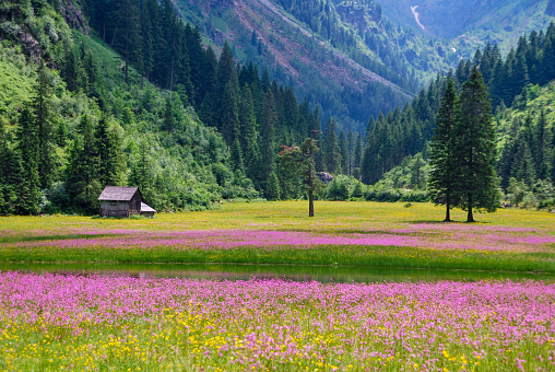 pink blooming alpine meadow in the valley