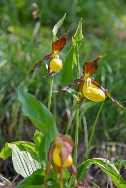 cypripedium calceolus is a lady's-slipper orchid - ladyslipper imagens e fotografias de stock