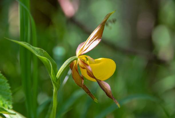 cypripedium calceolus is a lady's-slipper orchid - ladyslipper imagens e fotografias de stock
