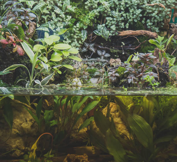istock Beautiful freshwater green aquarium with plants. 1222107778