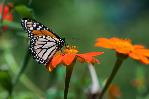 istock Monarch Butterfly & Orange Flower 1222107821