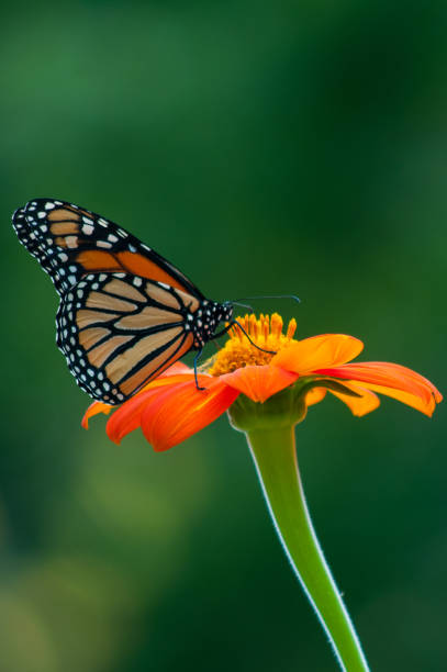 istock Monarch Butterfly on Backlit Orange Flower 1222107828