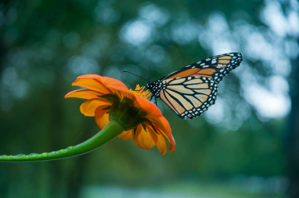 istock Monarch Butterfly & Orange Flower Seen From Below 1222107917