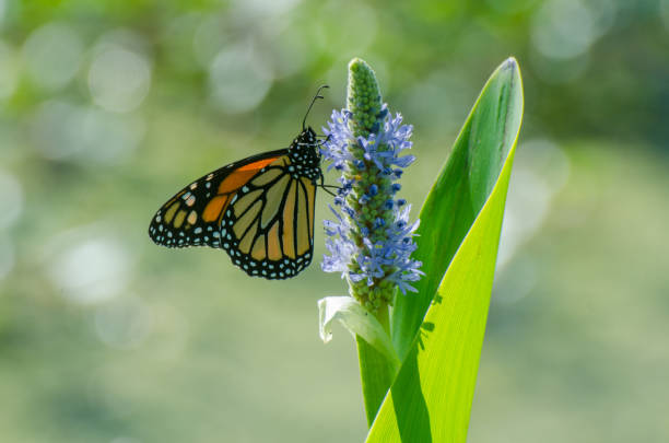 istock Monarch Butterfly & Blue Flower Side View 1222107922