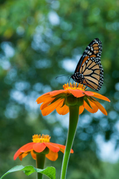 Monarch Butterfly & Two Orange Flowers stock photo