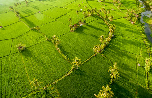 istock Aerial rice field 1222108781