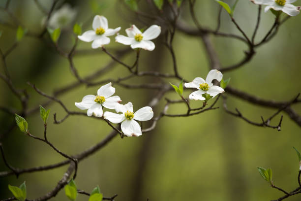 istock White Dogwood Blooms 1222108866