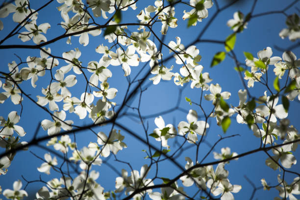 istock White Dogwood Blooms with Blue Sky 1222108880